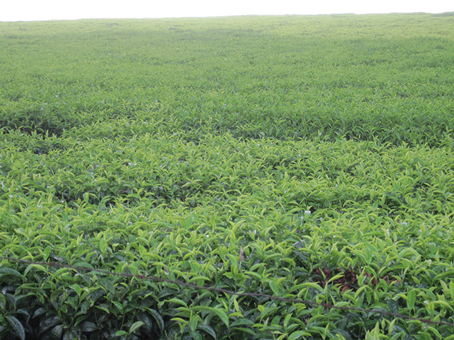 Photo of a fair trade Kenyan coffee farm. Photo by: Leslie Funk