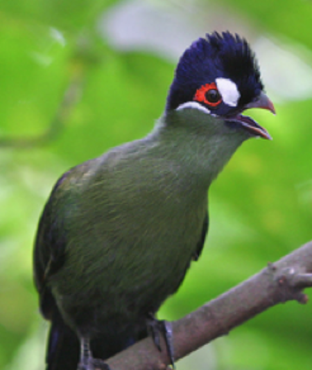 One of the birds endemic to Mau forest