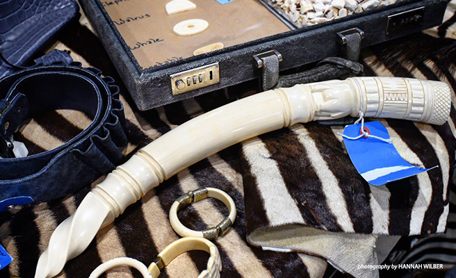 ivory and zebra pelt on table