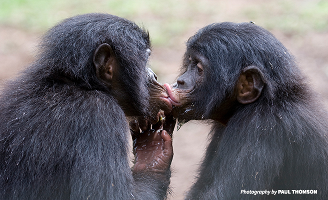 Kissing Bonobos