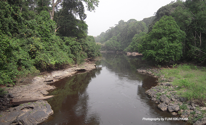 river in forest