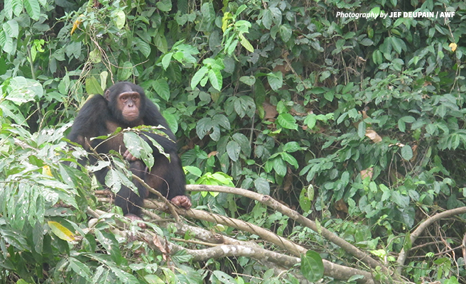 A chimpanzee sits in a tree