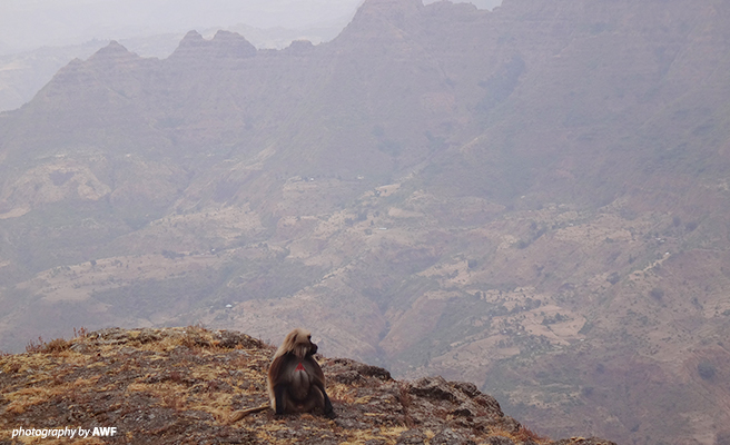 Gelada monkey in the Simien Mountains