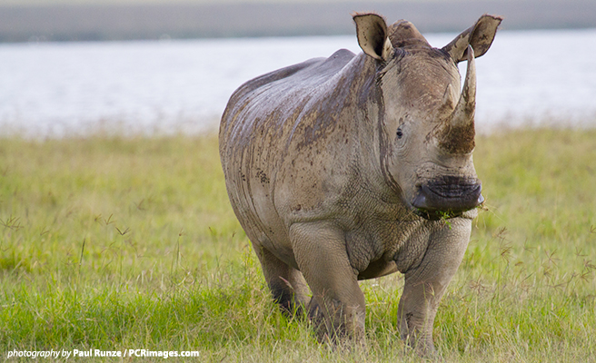 Rhino killing at Thoiry Zoo underscores the crisis rhino in the wild are facing