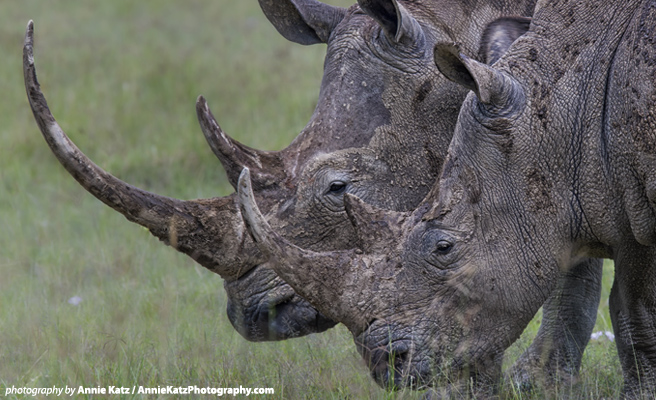 Two white rhino with horns