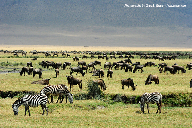 Wildebeest in savanna