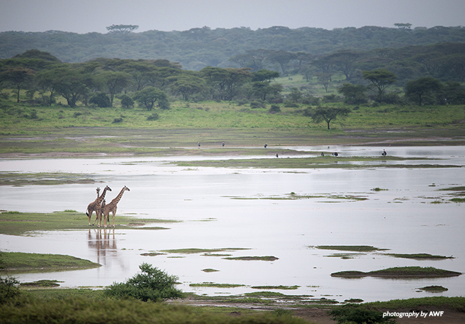Giraffe in the Maasai Steppe