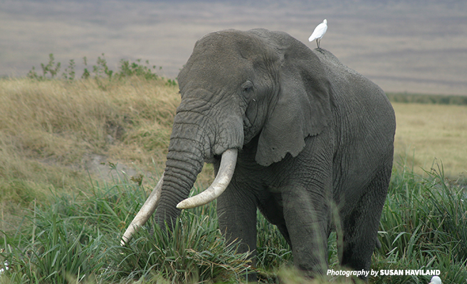 elephant in savanna