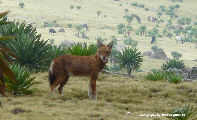 Ethiopian wolf