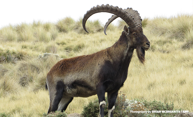 A walia ibex