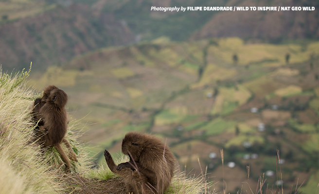 Gelada monkeys