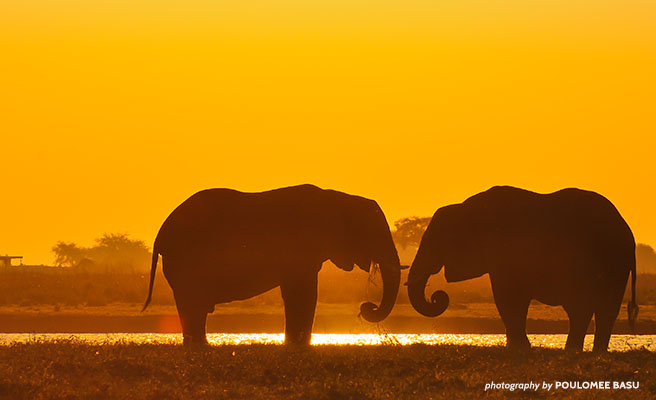 Elephants at sunset