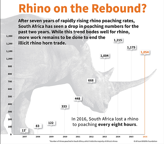 Rhino poaching rates fell in 2016 and 2015 in South Africa