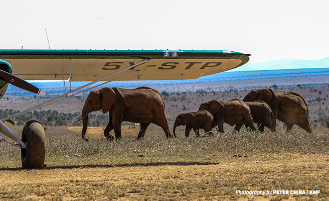 Elephants in front of aircraft used to conduct the censes