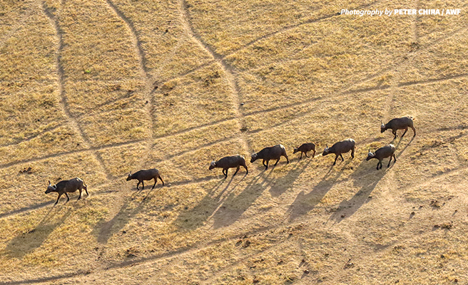 Buffalo viewed from the air during the wildlife census
