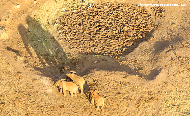 Elephants viewed from a plane during the wildlife census