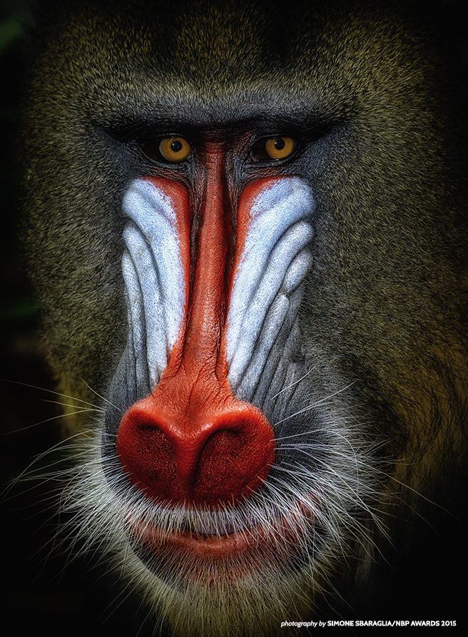 Mandrill 