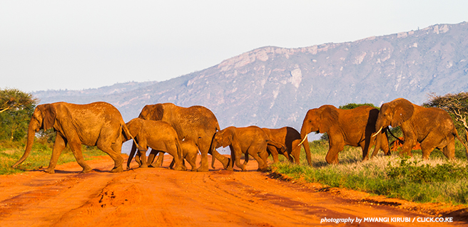 A herd of elephants on the move