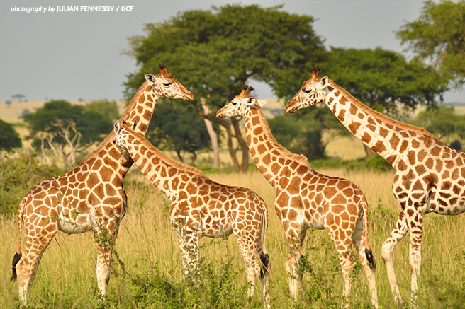 Northern giraffes