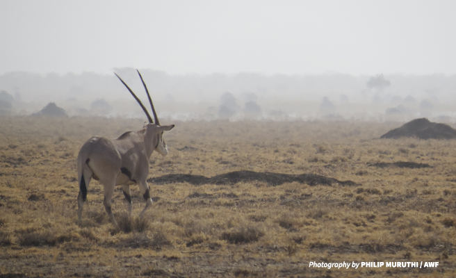 Oryx in Ethiopia&#039;s Hallaydeghe Reserve