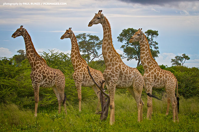 New research points to the existence of four giraffe species, not one.