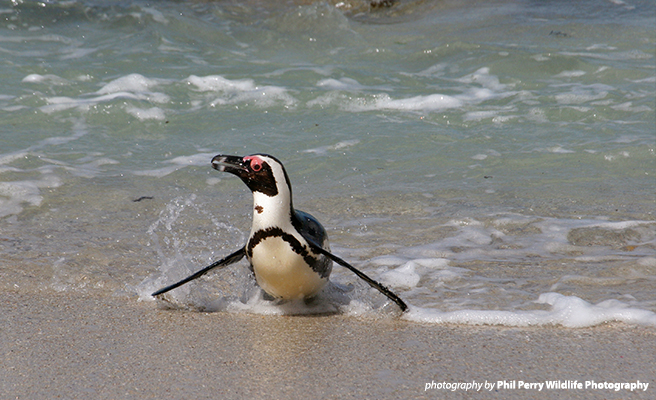 African penguins are swimming farther in search of food