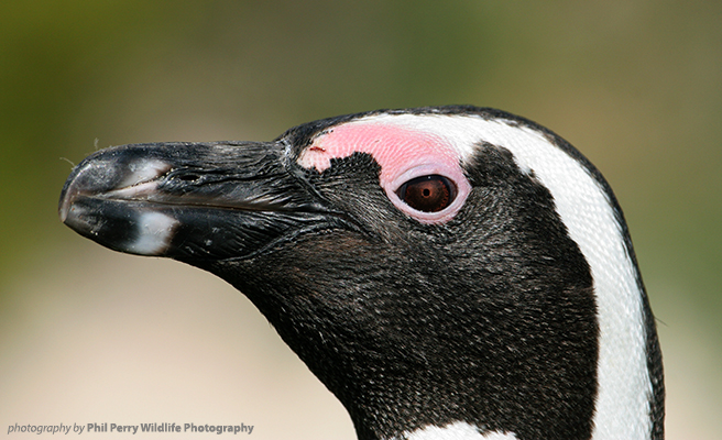 AWF celebrates African penguins on World Penguin Day