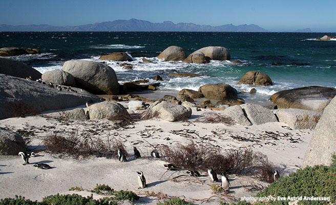 African penguins inhabit Southern African waters