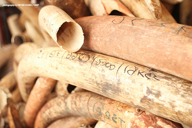 ivory tusk stockpile