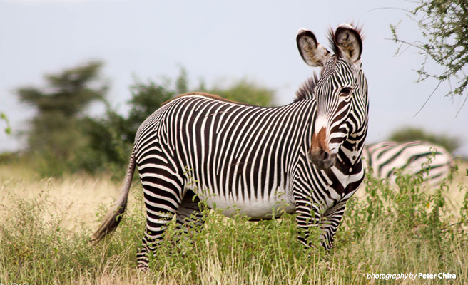 Samburu landscape is a key habitat for Grevy&#039;s zebra