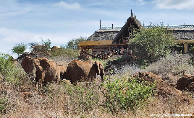 Elephants roam in front of Satao Elerai Lodge