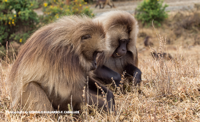 gelada monkeys grazing