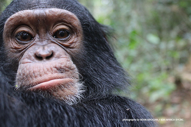 Cameroon’s Vanishing Great Apes