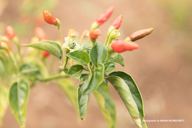 Drought-resistant Chilies 