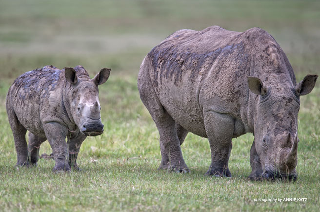 Rhinos