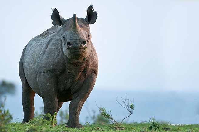 Rhino