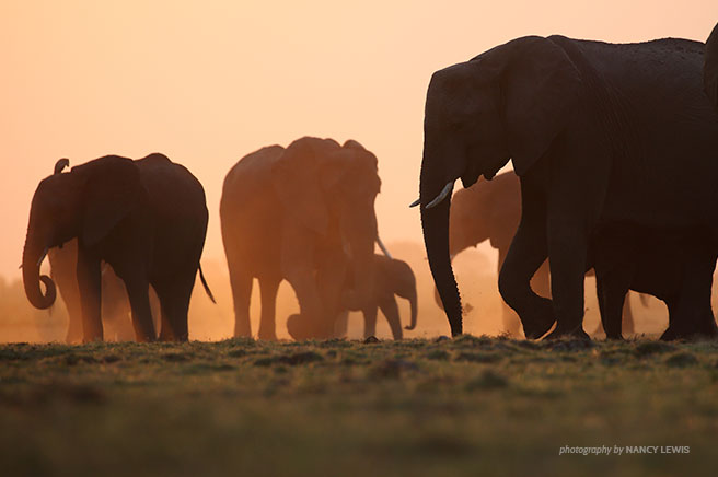 Wildlife in a Modern Africa