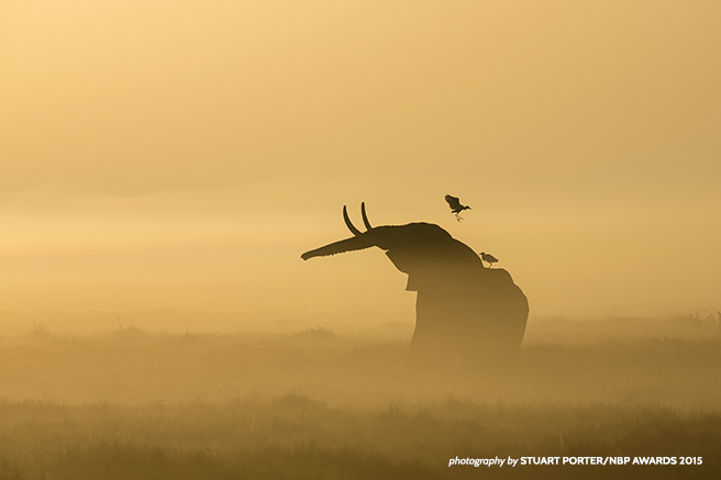 African Bush Elephant and Cattle Egrets