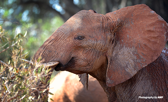 An elephant eating