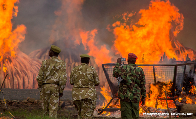 KWS rangers at Kenya's 2016 ivory burn