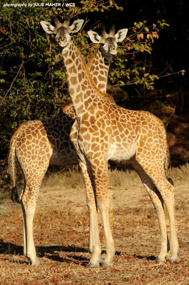 Two young Masai giraffe