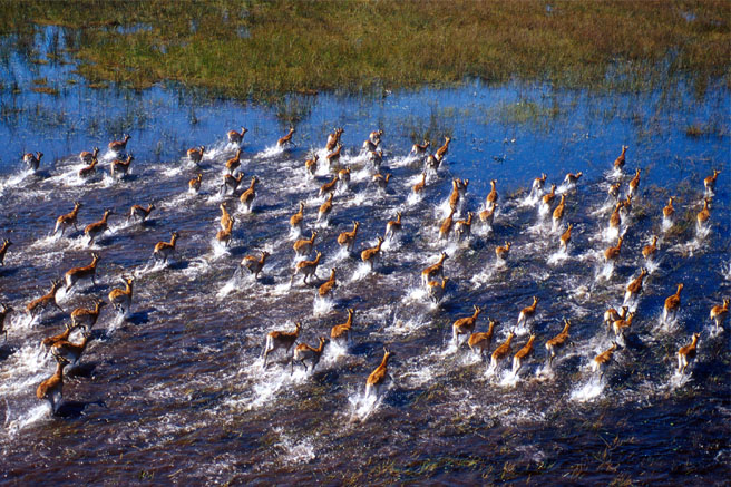 Okavango Delta Named 1000th World Heritage Site | African Wildlife ...
