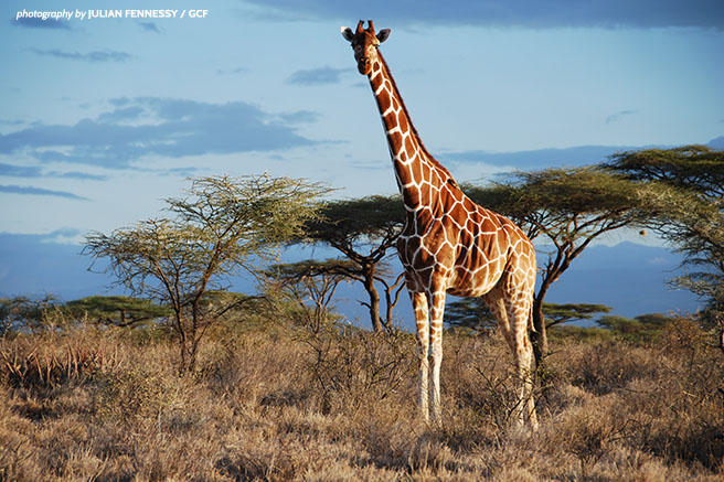 A reticulated giraffe