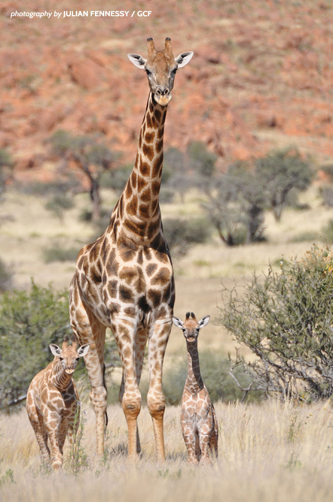 Three southern giraffes