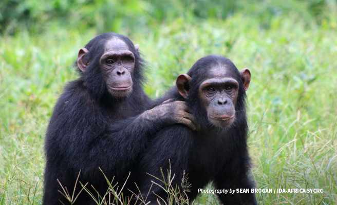 Photo of two young chimpanzees at rescue centre in Cameroon