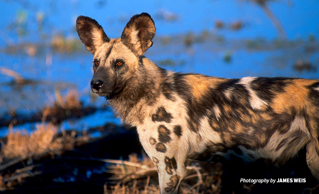 Protecting the carnivores of Africa's wild lands Protecting the carnivores of Africa's wild lands