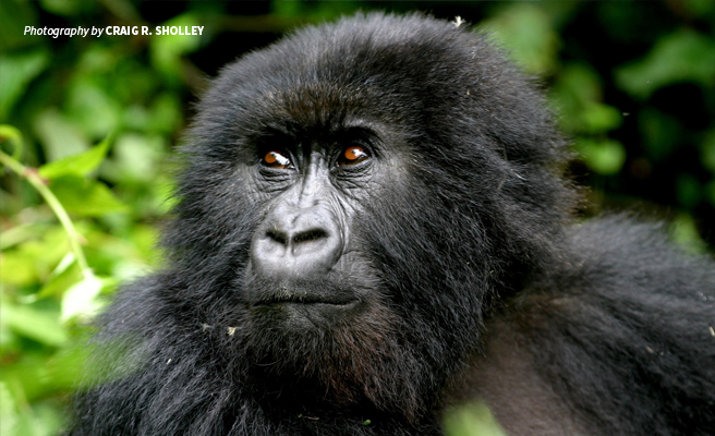 Close-up photo of a mountain gorilla in dense forest habitat in Rwanda