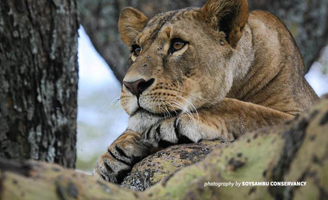 Close-up photo of lion resting in Soysambu Conservancy near Nakuru National Park, Kenya