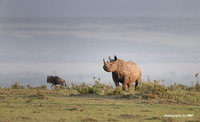 global wildlife conservation wiki international wildlife conservation council lawsuit
