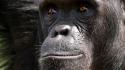 Chimpanzee Craig R. Sholley